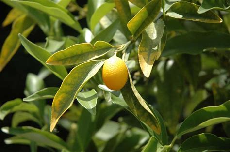 Nama cina yang membawa keberuntungan. Enam Jenis Tanaman Yang Pasti Membawa Keberuntungan ~ basa ...