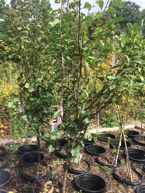 We are a family owned and operated nursery in portland. Prunus domestica 'Stanley' - European Plum - 7 gallon ...