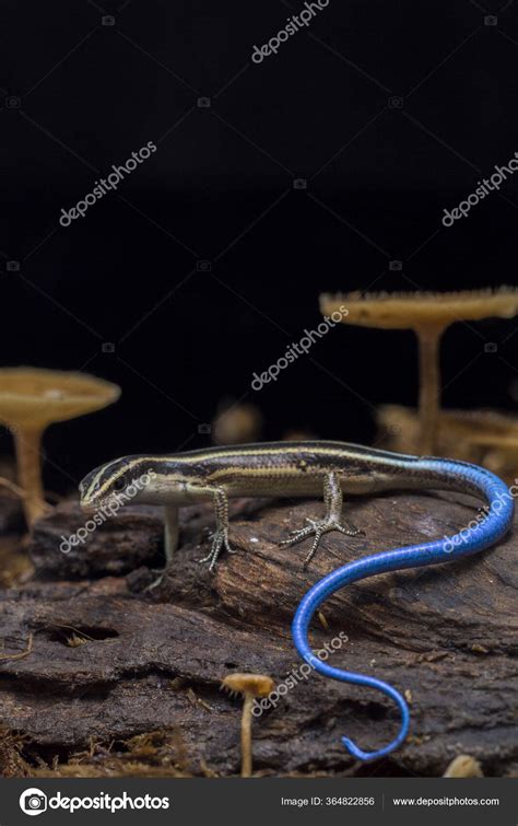 Emoia Caeruleocauda Blue Tailed Skink Commonly Known Pacific Bluetail