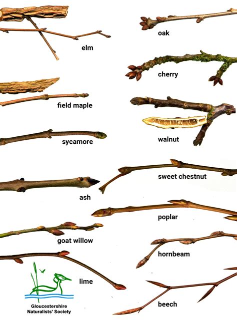 Winter Twig Identification Gloucestershire Naturalists Society
