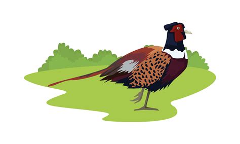 Pheasant Vector Art Icons And Graphics For Free Download