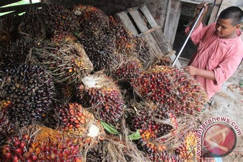 Persyaratan tumbuh dan tanah untuk kelapa sawit i. Sawit Sumbermas ganti direksi - ANTARA News