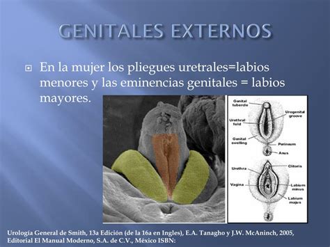 Ppt Embriología Y Anatomía Del Tracto Genitourinario Powerpoint