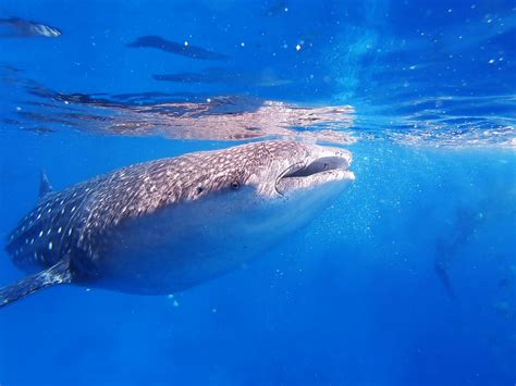 Whale Sharks Dive In Seychelles Experience The Blend Of Thrill And Fun