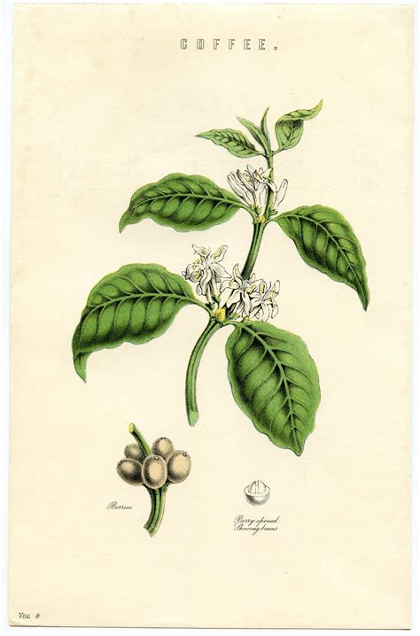 Antique Botanical Ephemera - Coffee Plant - Instant Art - The Graphics