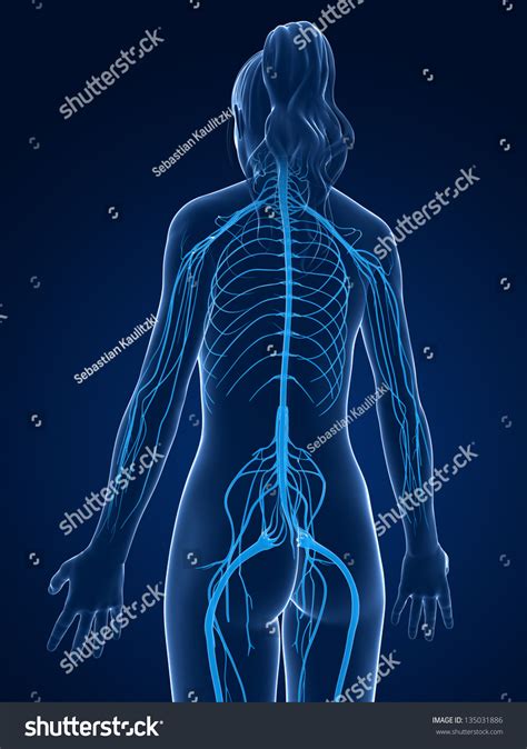3d Rendered Medical Illustration Female Nerve Stock Illustration