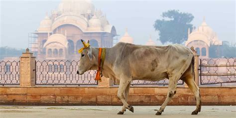Bataille De Bouse De Vache Inde - En Inde, on chasse les chrétiens en leur jetant de l'eau mélangée à de