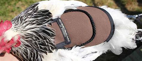 Poultry Saddles