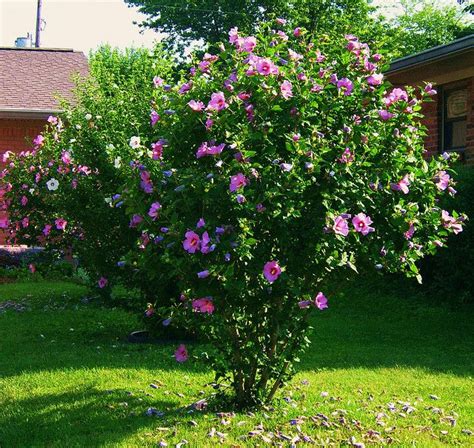 Hardy Hibiscus Bush