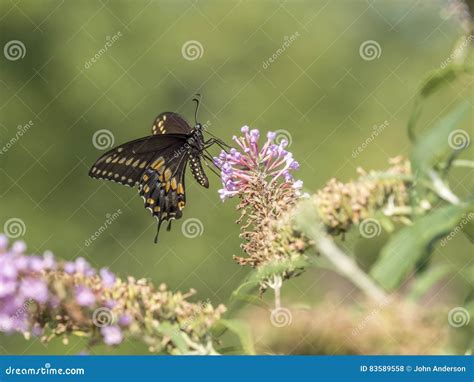 Tiger Swallowtail Del Este Glaucus De Papilio Foto De Archivo Imagen