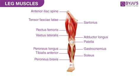 Leg Muscles Definition Parts Of Leg Muscles Faqs