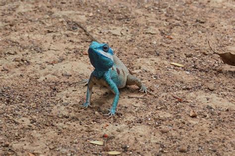 Blue Crested Lizard 758597 Stock Photo At Vecteezy