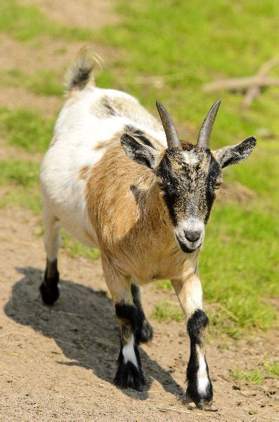 Pygmy Goat Animal Facts And Information
