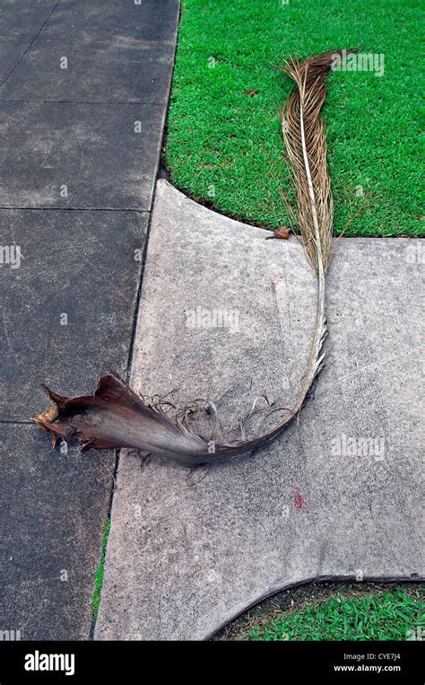 Palm Leaf Fallen In Storm In Miami Stock Photo Alamy