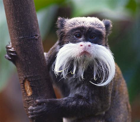Moustaches Are Back In Fashion The Emperor Tamarin Saguin Flickr