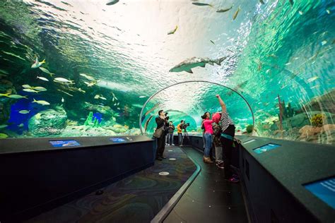 Ripley S Aquarium Of Canada Amazing Photos You Can T Miss Boomsbeat