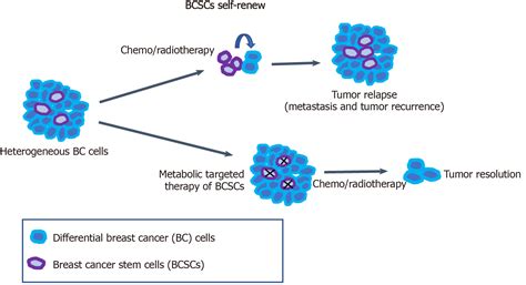 Advance In Metabolism And Target Therapy In Breast Cancer Stem Cells