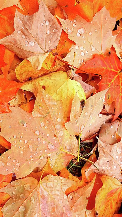 Rain Drops On Fall Leaves Photograph By Zane Kuhle Fine Art America