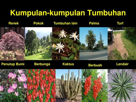 Pokok Bunga Renek Tahan Panas Perennials Pokok Renek Berbunga Foto