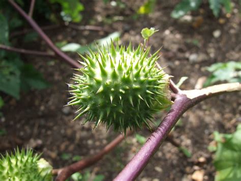 2 of 34 view all. Thorn Apple | Flickr - Photo Sharing!