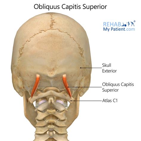 Obliquus Capitis Superior Rehab My Patient