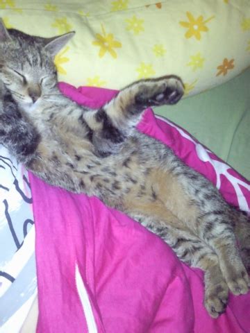Ob du ein baby bekommst, kannst du mit einem schwangerschaftstest herausfinden. katze Schwanger .. wann ist es soweit (Tiere, Schwangerschaft)