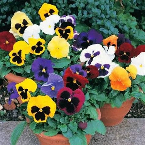 Pansy Delta Blotch Mix Plants In Bud And Bloom Pack Of Twenty