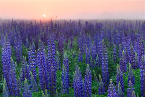Lupinus Field With Blue Flowers At The Misty Sunrise Stock Image