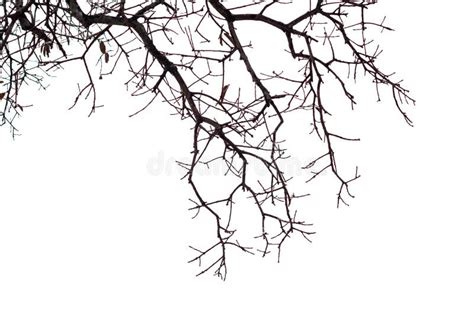 Dry Tree Branch Isolated Stock Photo Image Of Silhouette 245912484