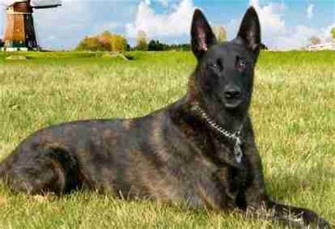 Pastor Holandes - Variedades y Caracteristicas