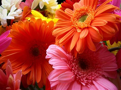 All Images Wallpapers Beautiful Flower Wallpapers