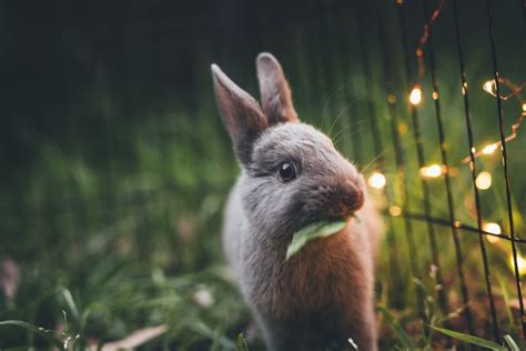 Cold Weather Care For Outdoor Rabbits Pethelpful