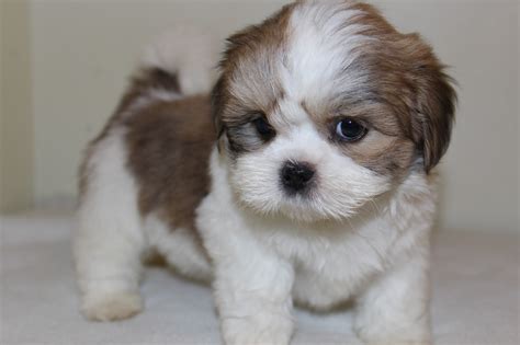 Lhasa Apso Puppies Photos Pictures Of Animals 2016