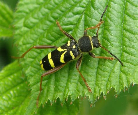 Clytus Arietis Wasp Beetle Flickr