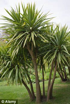 Low growing fan leaved palm of coastal southern united states having edible leaf buds • syn: Monty Don: How long can I keep my cabbage palms wrapped up ...