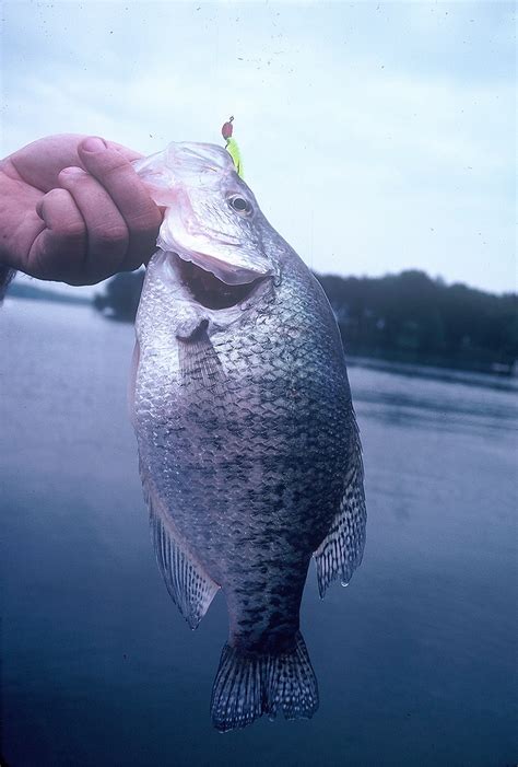 Tactics For Spring Crappie The Fishing Wire