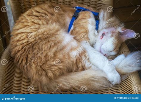 42 Hq Photos Wound Healing Cat Abscess Healing Stages How To Treat A