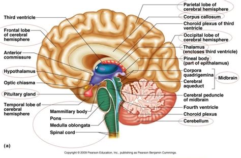 Draw A Labelled Diagram Of Human Brain