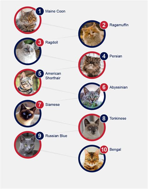10 Most Popular Cat Breeds 2024 Ukpets