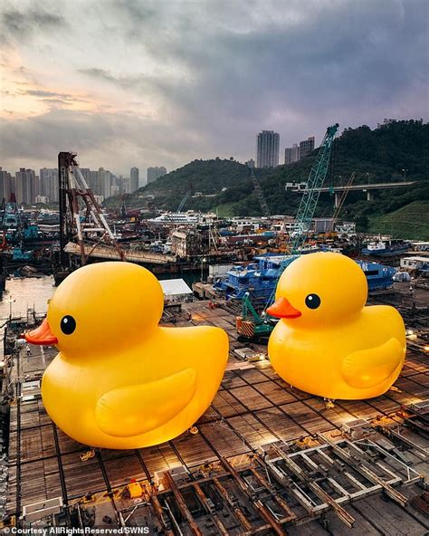 Its Good To Be Quack Giant Rubber Duck Returns To Hong Kong Harbour