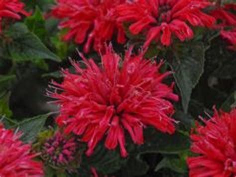 Best performing, in this case, is not relative to blooming qualities. 19 Best Florida Zone 9a Plants images in 2016 | Planting ...