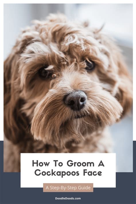 A Step By Step Guide To Grooming Cockapoo Faces