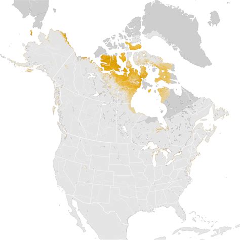 Long Tailed Duck Abundance Map Post Breeding Migration Ebird