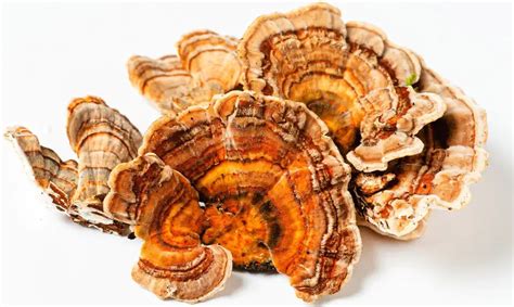 how to grow turkey tail mushrooms a step by step guide