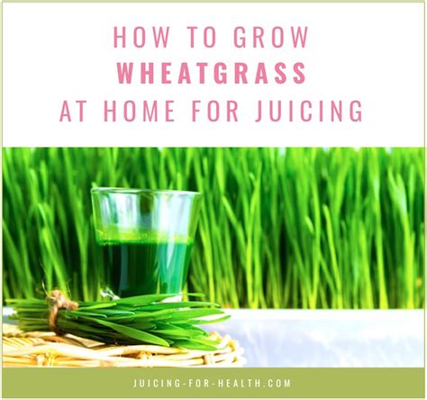 How To Grow Wheatgrass At Home For Your Endless Juicing Supply