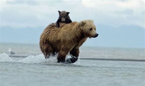 Cute Grizzly Cub Is A Bear Back Rider As It Clings On To
