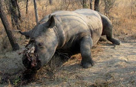 Rhinoceros Poaching In Africa