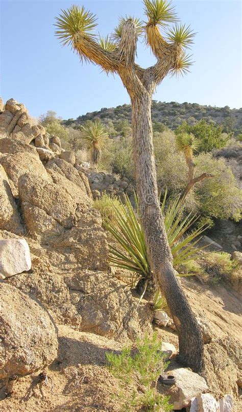 Joshua Tree And Yucca On Desert Hillside Stock Image Image Of Brush