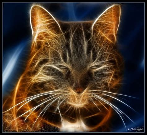 181 Best Images About Fractal Cats On Pinterest Cats Fractal Images And Green Eyes