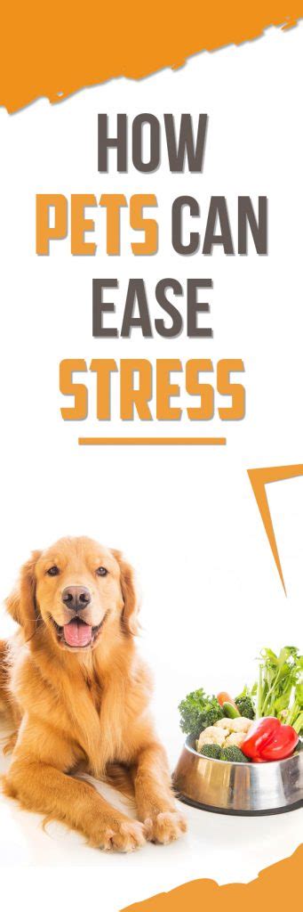 How Pets Can Ease Stress